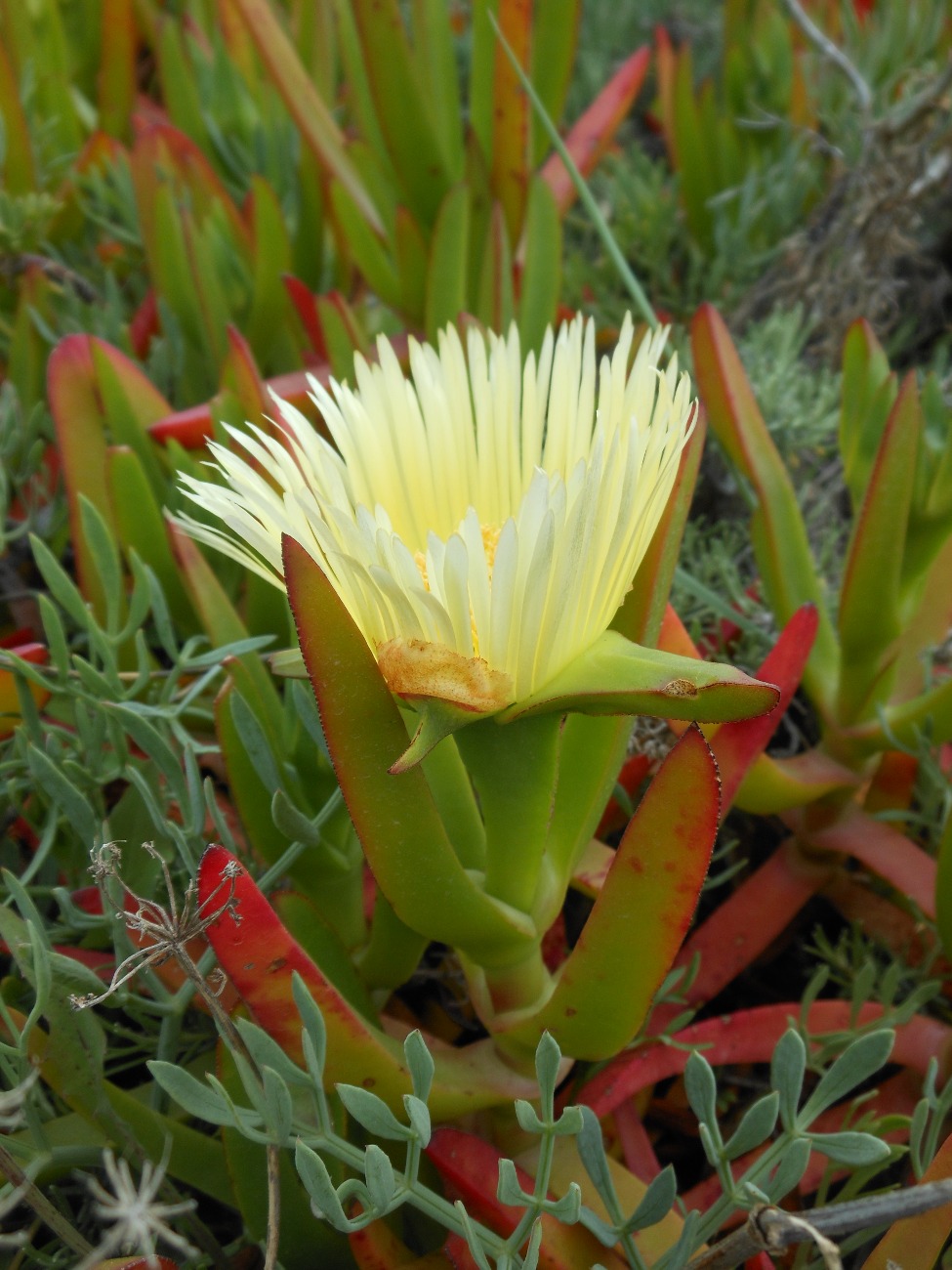 Carpobrotus acinaciformis  VS C. edulis  subsp. edulis